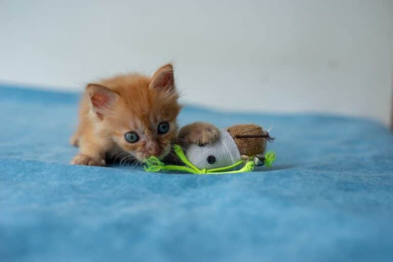 how to clean cat toys