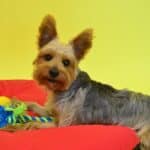 customizable dog toy bundles