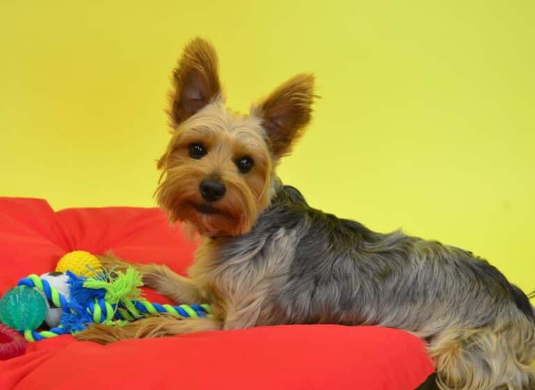 customizable dog toy bundles