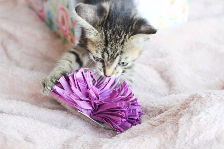 budget catnip toy diy