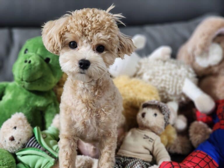 diy stuffed puppy toys