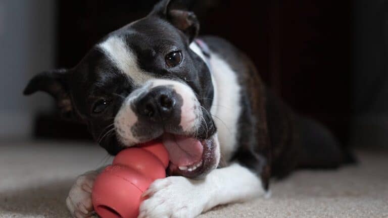 customizable dog chew toys