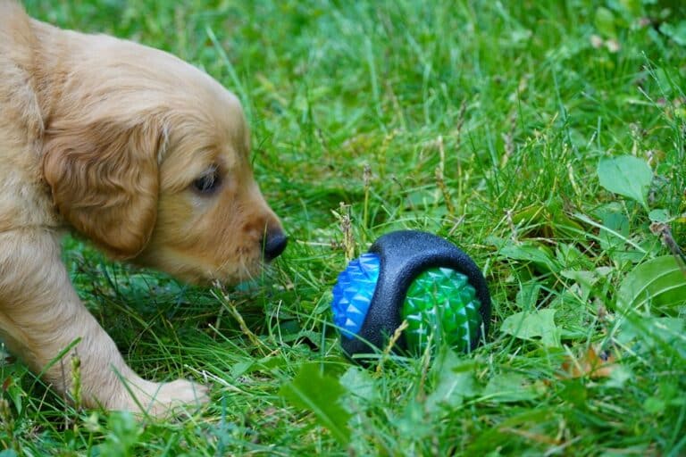 beginner diy pet toys