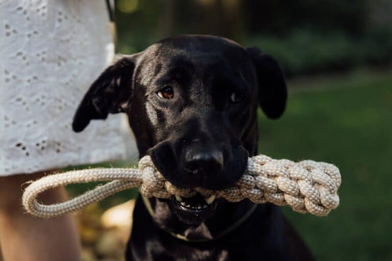 braided dog toys diy
