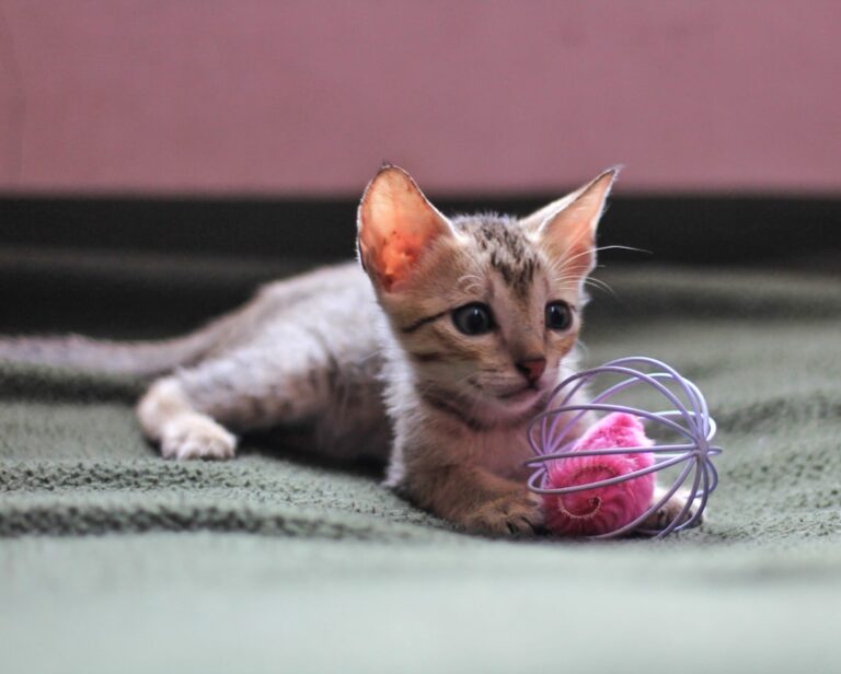 crafty diy kitten toys