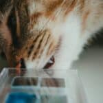 DIY cat puzzle feeder