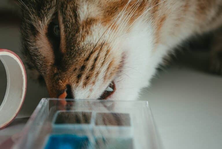 DIY cat puzzle feeder