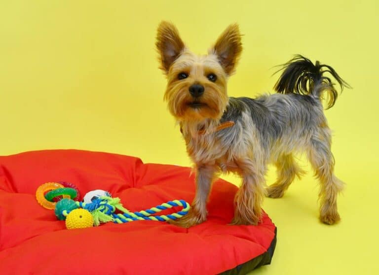 homemade dog toys