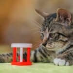 how to make pet toys to sell