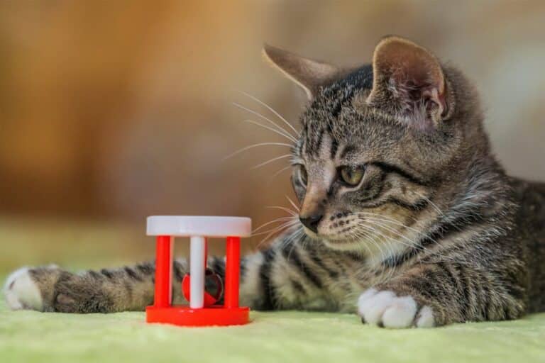 how to make pet toys to sell