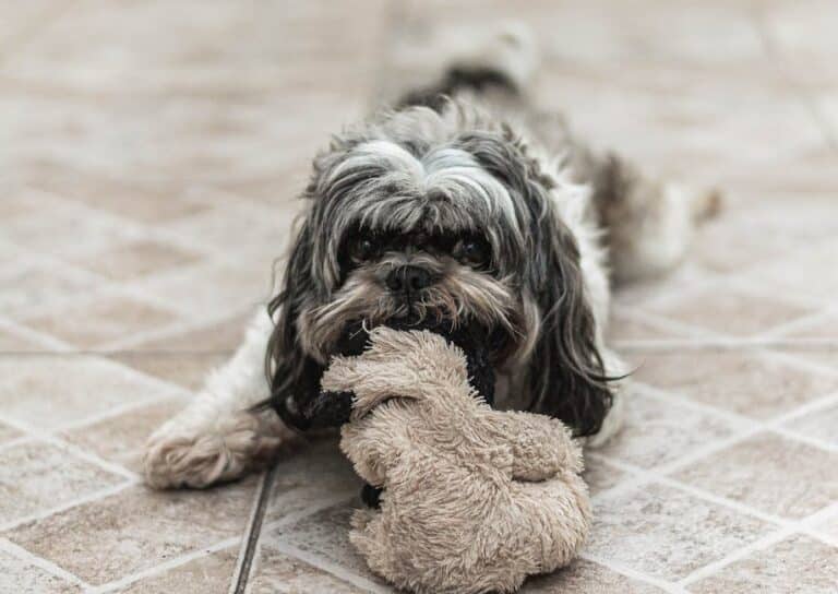 stuffing a kong for dogs