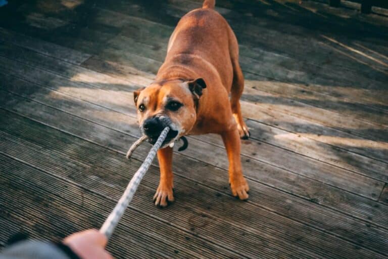 diy dog flirt pole