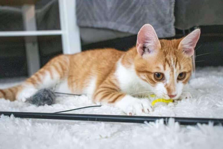 budget upcycled kitten toys