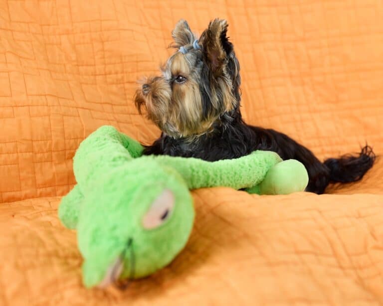 personalized pet toys