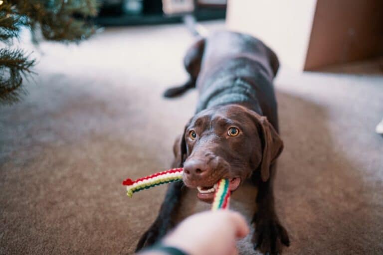 how to make homemade dog toys