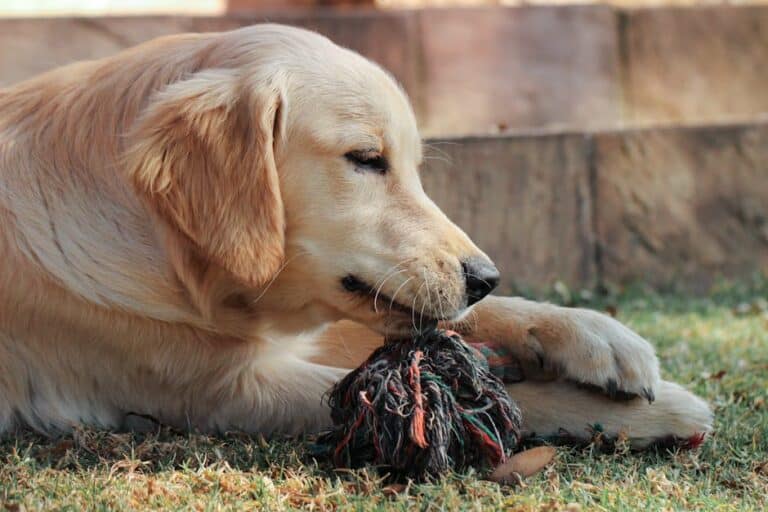 diy no sew dog toys