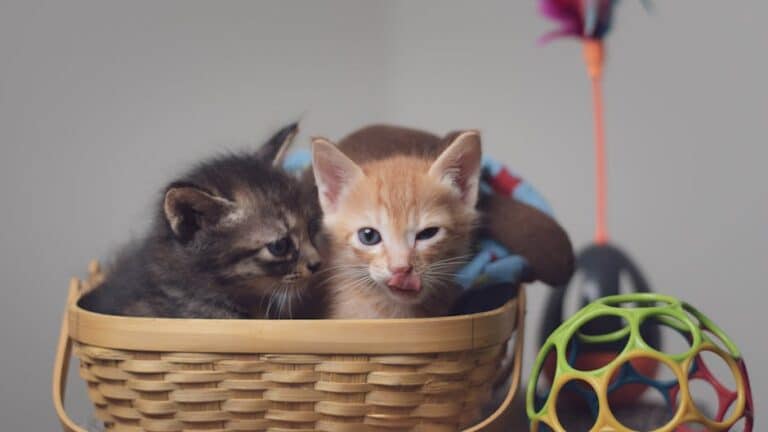 home made toys for kittens