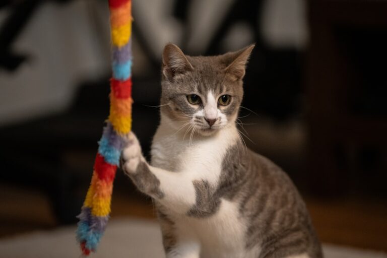 easy cat toy diy