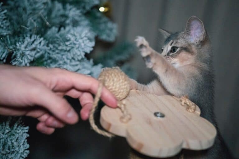 budget custom pet crafts