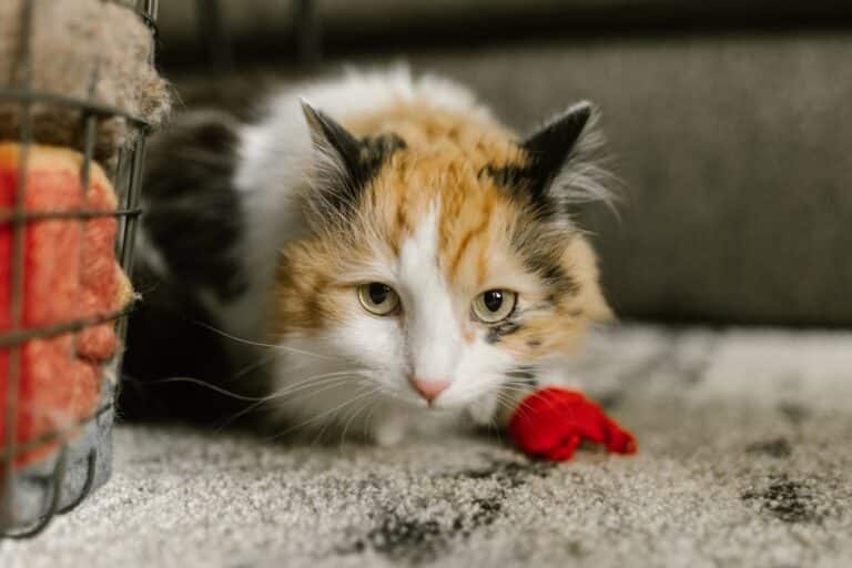 recycled t-shirt cat toy
