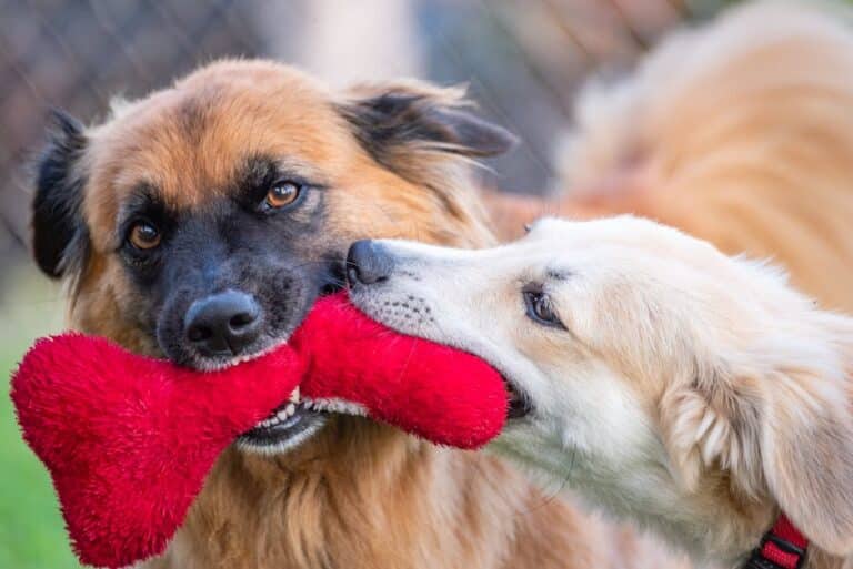 Donate DIY pet toys