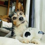 stuffed squirrel dog toy