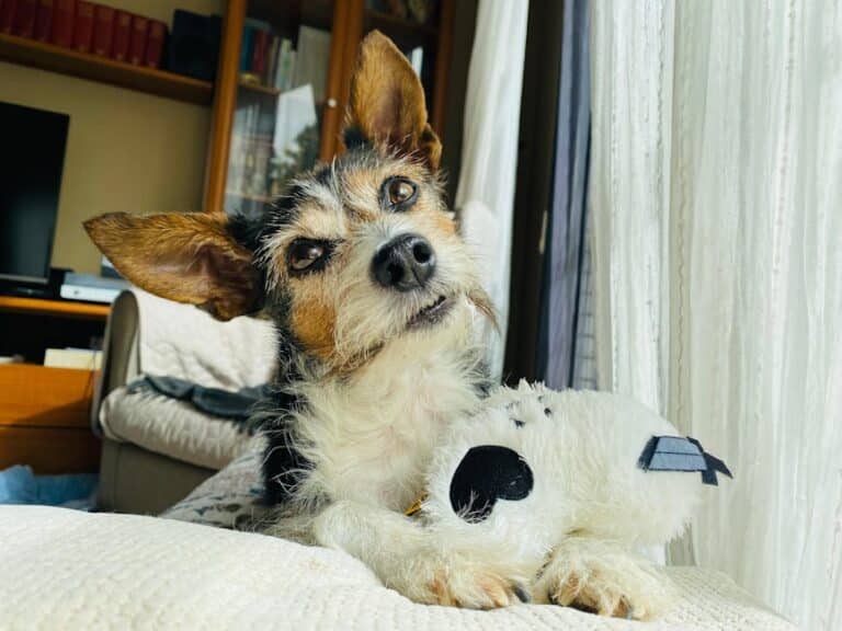 stuffed squirrel dog toy