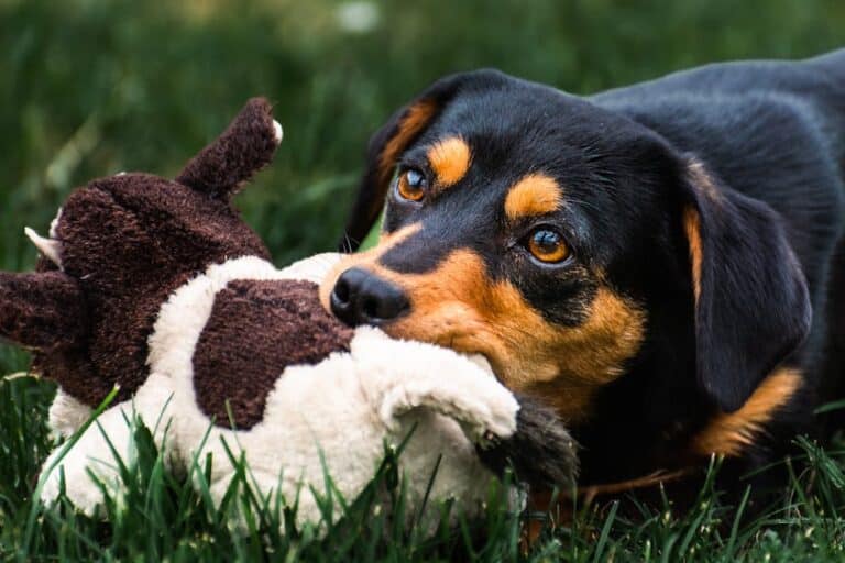 custom pet toys